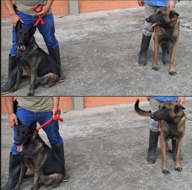 Edukan Manizales Adiestramiento Canino